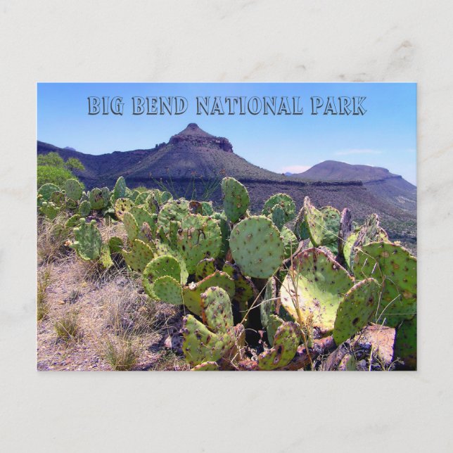 Prickly Pear Cactus Big Bend Postcard (Front)