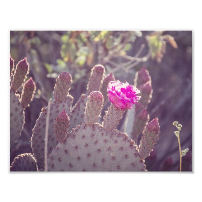 Prickly Pear Cactus Flower | Photo Print (Front)