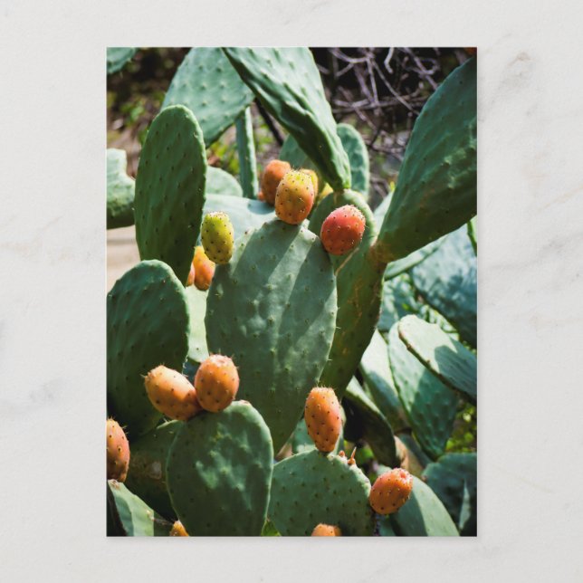 Prickly Pear Cactus Fruit Postcard (Front)