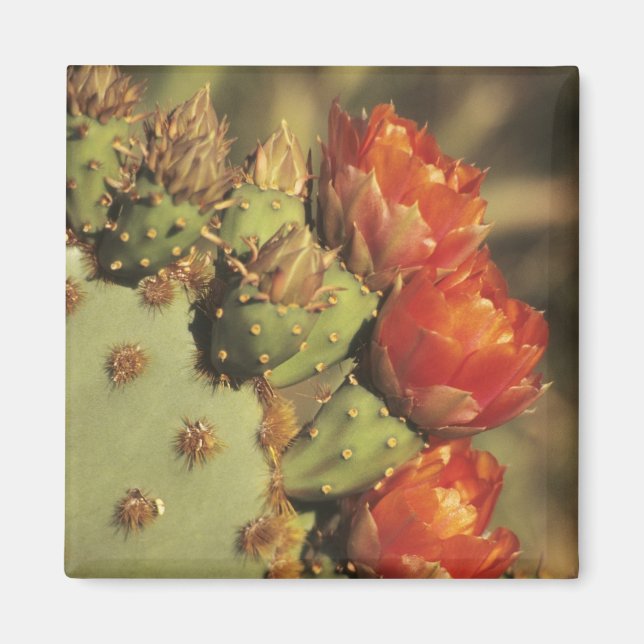 Prickly pear cactus in bloom, Arizona-Sonora 2 Magnet (Front)