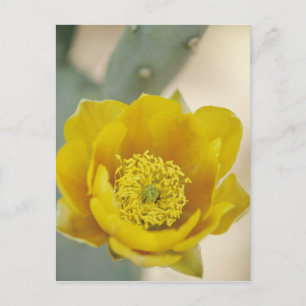 Prickly pear cactus in bloom, Arizona-Sonora Postcard