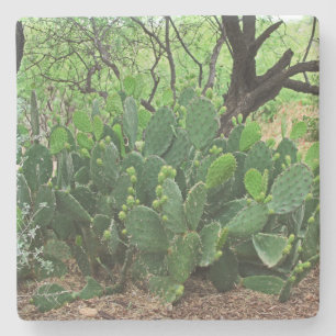 Prickly pear cactus in Desert, Arizona, sq coaster