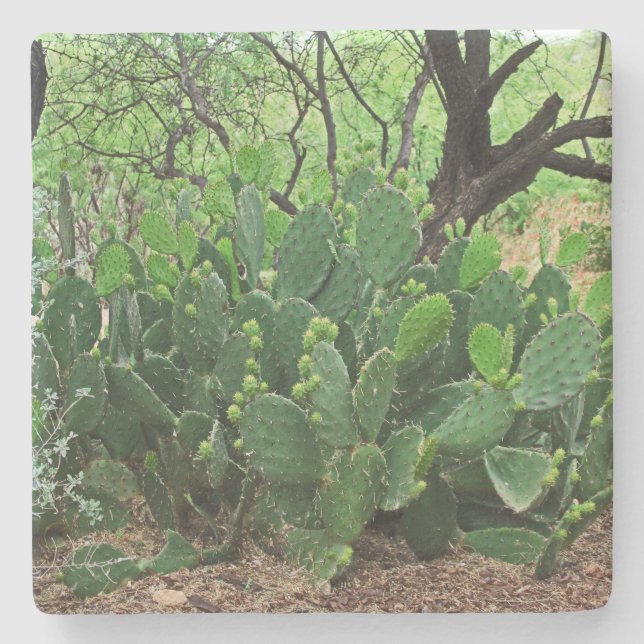 Prickly pear cactus in Desert, Arizona, sq coaster (Front)