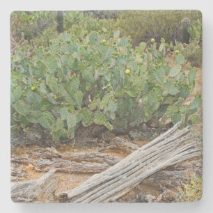 Prickly pear cactus in Desert, Arizona, sq coaster