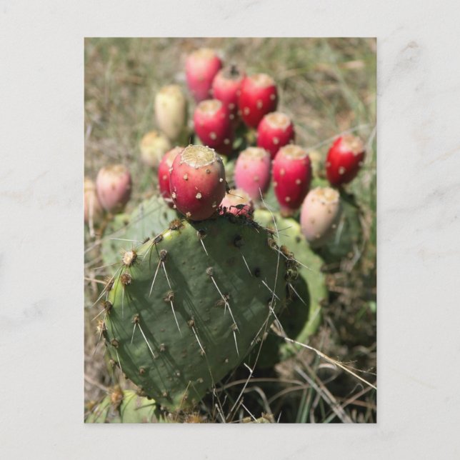 Prickly Pear Cactus In Texas Postcard (Front)