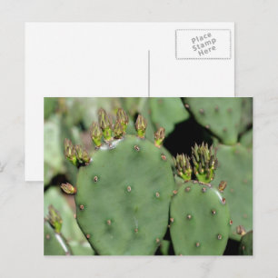 Prickly Pear Cactus Nature Postcard