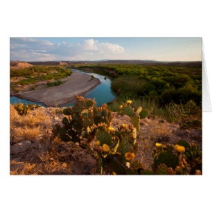 Prickly Pear Cactus (Opuntia Sp.)