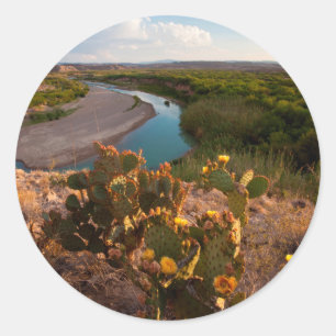 Prickly Pear Cactus (Opuntia Sp.) Classic Round Sticker