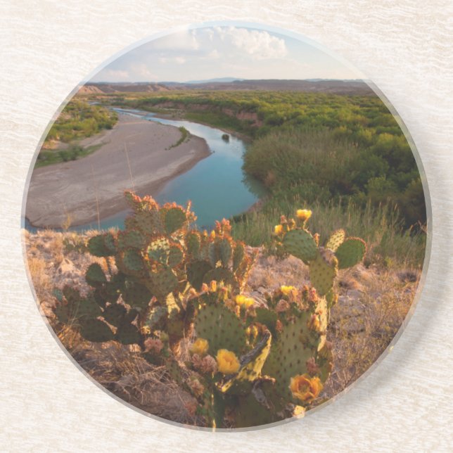 Prickly Pear Cactus (Opuntia Sp.) Coaster (Front)
