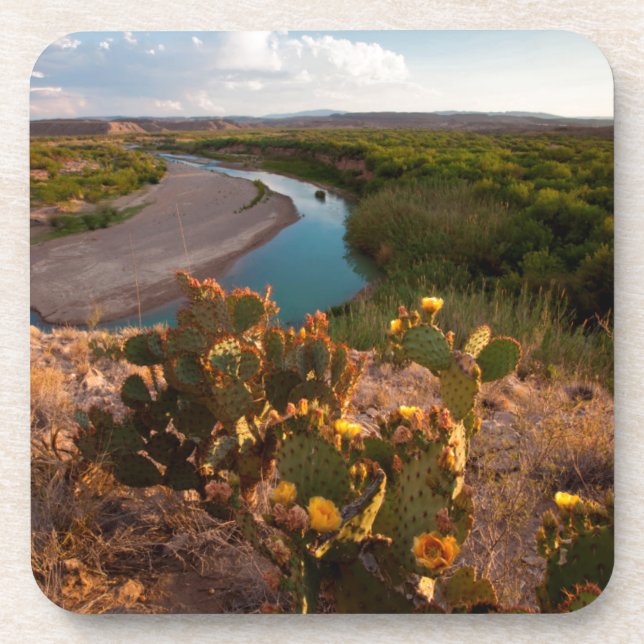 Prickly Pear Cactus (Opuntia Sp.) Coaster (Front)