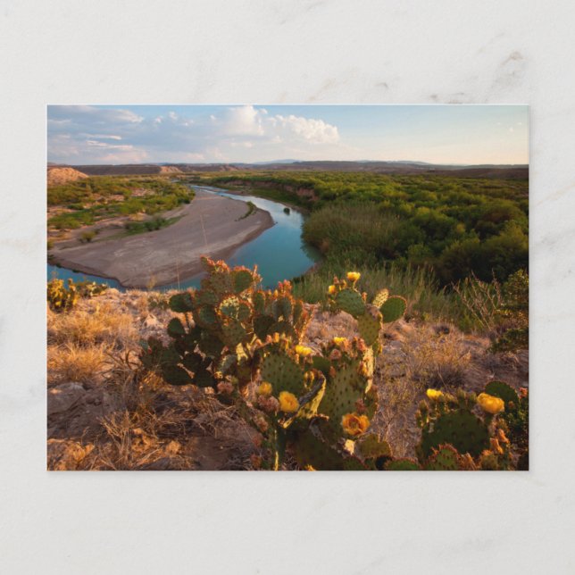 Prickly Pear Cactus (Opuntia Sp.) Postcard (Front)