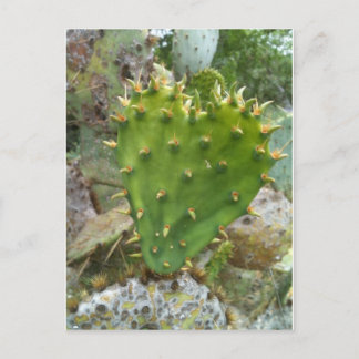 Prickly Pear Cactus Postcard
