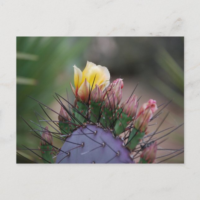Prickly Pear Cactus Postcard (Front)