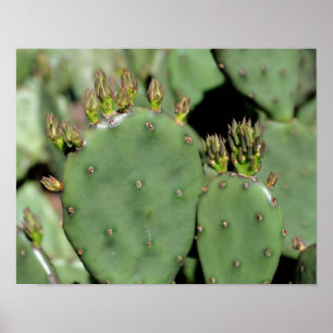 Prickly Pear Cactus Poster