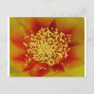 Prickly Pear Flower Postcard