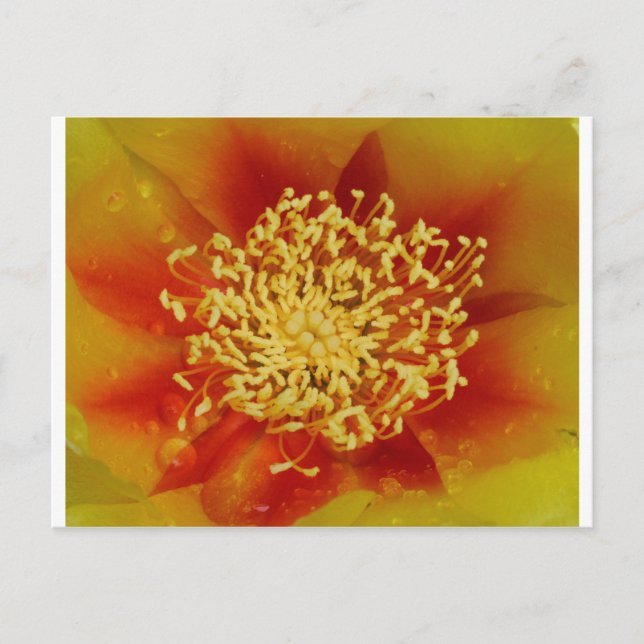 Prickly Pear Flower Postcard (Front)