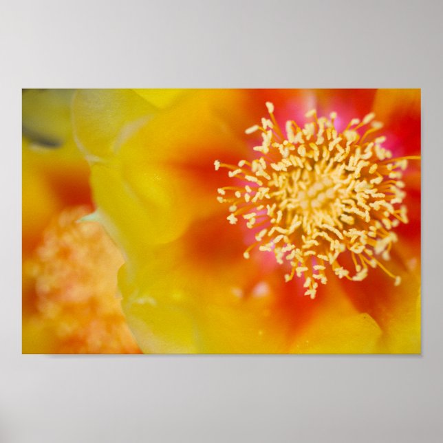 Prickly Pear Flowers Upclose Poster (Front)