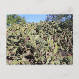 Prickly Pear Gifts Postcard