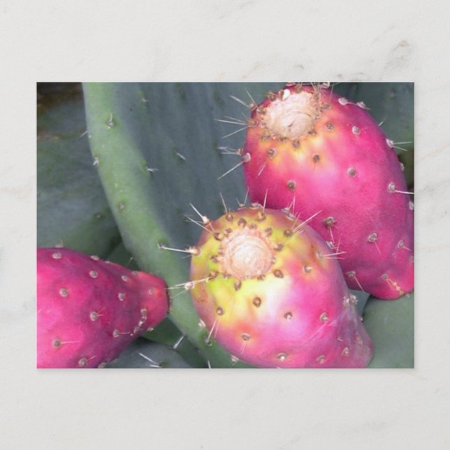 Prickly Pear Post Card (Front)