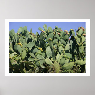 Prickly pears poster