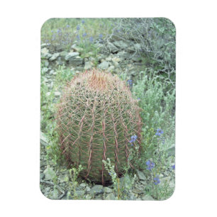 Prickly Pink Petals Cactus Decorative Magnets