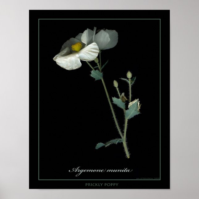 Prickly Poppy Botanical Art Print (Front)