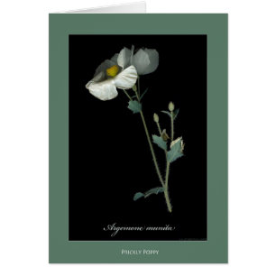 Prickly Poppy Botanical Print Cards