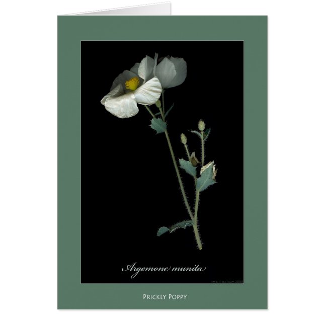 Prickly Poppy Botanical Print Cards (Front)