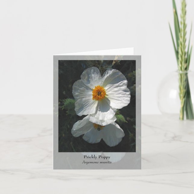 Prickly Poppy - Native Notecard (Front)