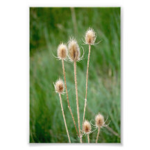 Prickly wild dried thistle colour photo