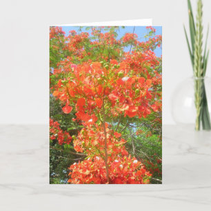 Pride of Barbados Card