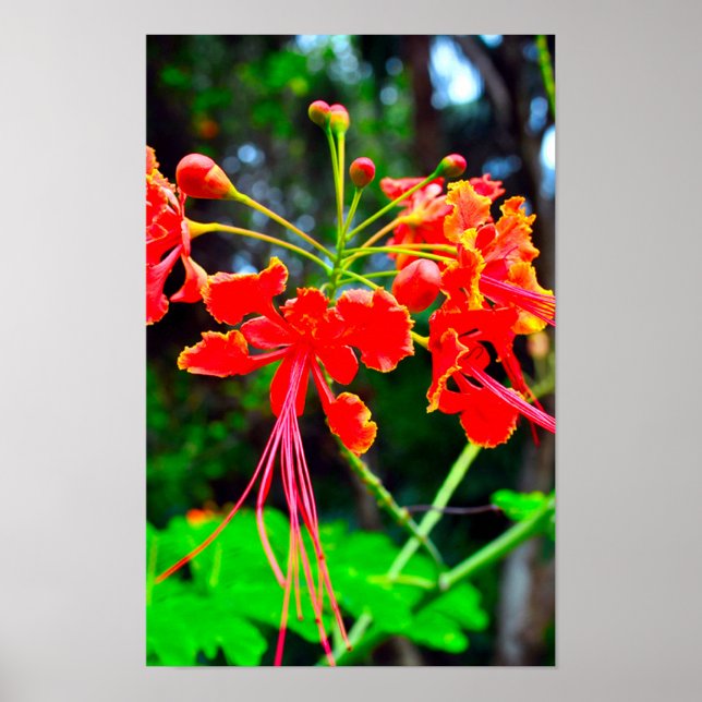 Pride of Barbados Stretched Canvas Print (Front)