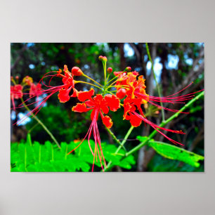 Pride of Barbados Stretched Canvas Print