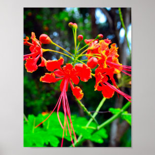 Pride of Barbados Stretched Canvas Print