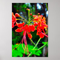 Pride of Barbados Stretched Canvas Print