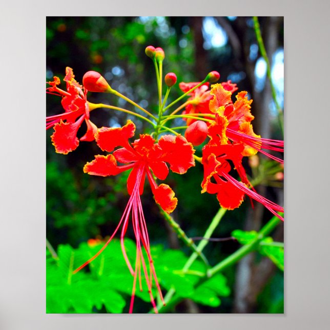 Pride of Barbados Stretched Canvas Print (Front)