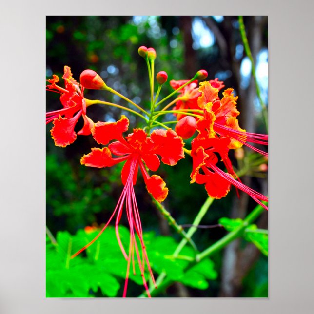 Pride of Barbados Stretched Canvas Print (Front)