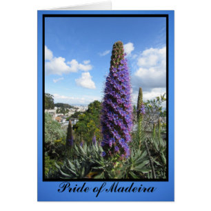 Pride Of Madeira Flower