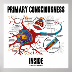Primary Consciousness Inside (Neuron / Synapse) Poster