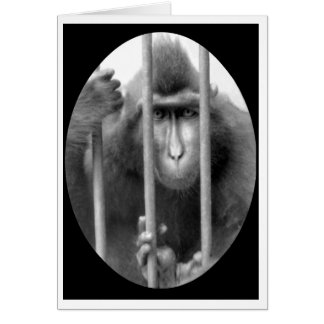Primate without Parole