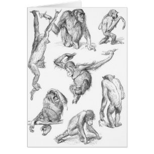 Primates Card