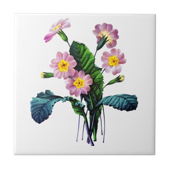 Primevere or Primroses by Pierre Joseph Redoute Ceramic Tile (Front)