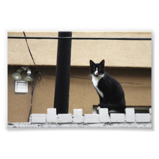 Primitive City Cat 6" x 4" Print 03