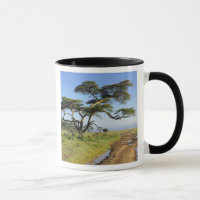 Primitive dirt road and acacia tree, Lake Nakuru