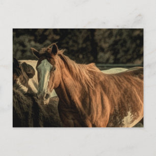 Primitive rustic western country wild horse postcard