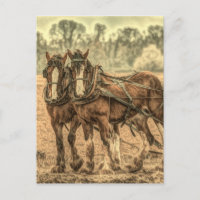Primitive Western country farm animal draught hors