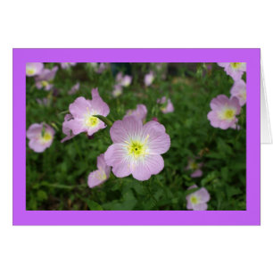 Primrose