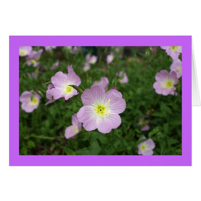 Primrose (Front Horizontal)