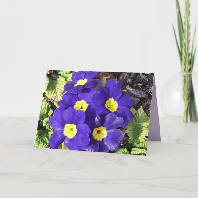 Primrose Card (Front)