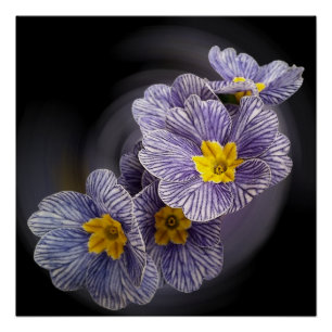 Primrose flowers poster